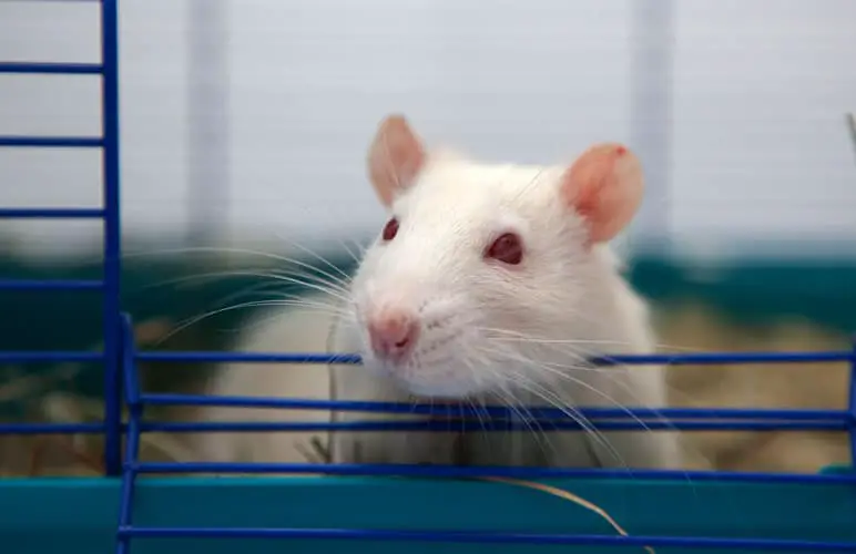 a shy albino rat with red eyes in their cage