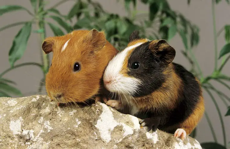 two guinea pigs standing next to each other
