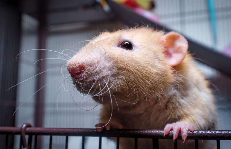 rex rat with curly whiskers in a pet rat cage