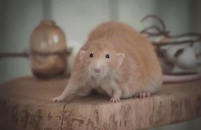 overweight pet rat photo