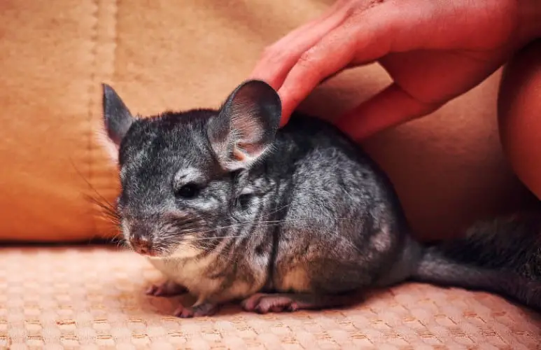 chinchilla being petted by their owner, a great alternative to pet rats