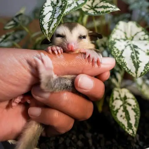 sugar glider being caught by the owner