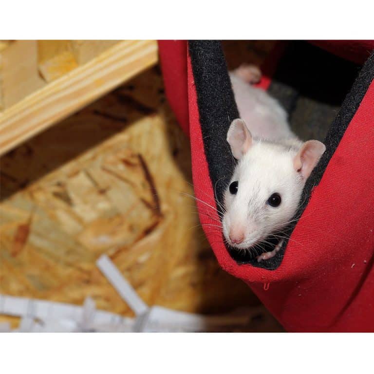 Rodent Friends A Place To Learn About Pet Rats, Hamsters, Rabbits And