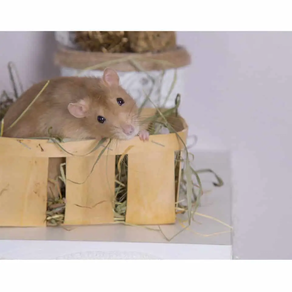 Dig Boxes For Pet Rats Thumbnail
