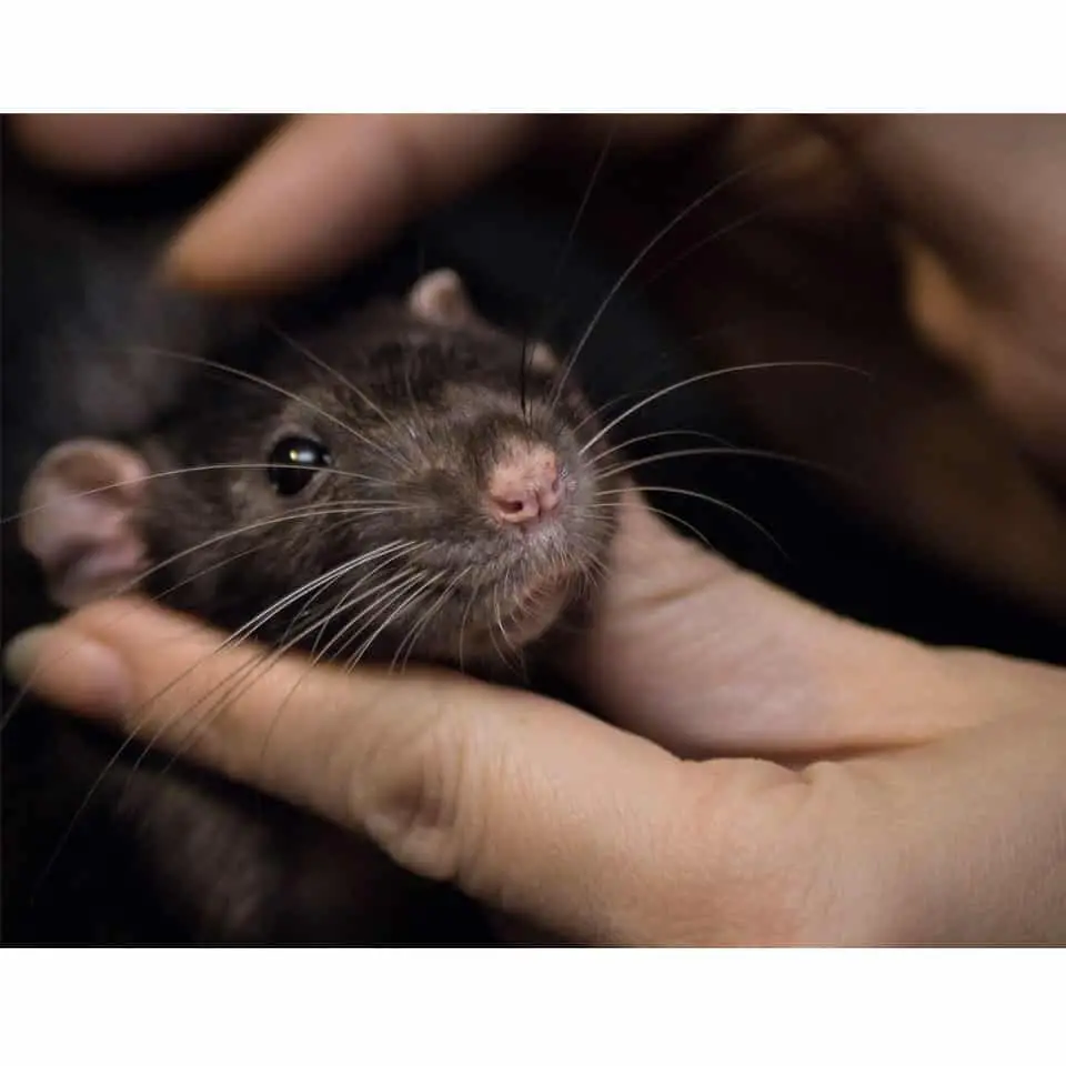 The 69 Best Pet Rat Names Thumbnail