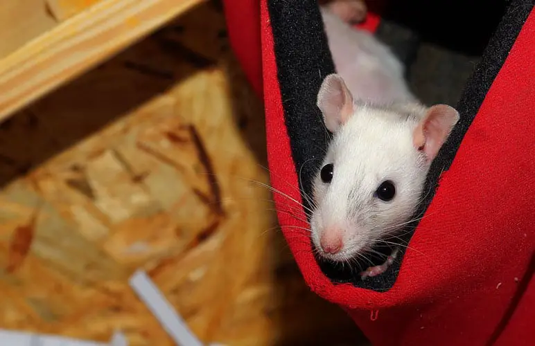 pet rat relaxing in a hammock