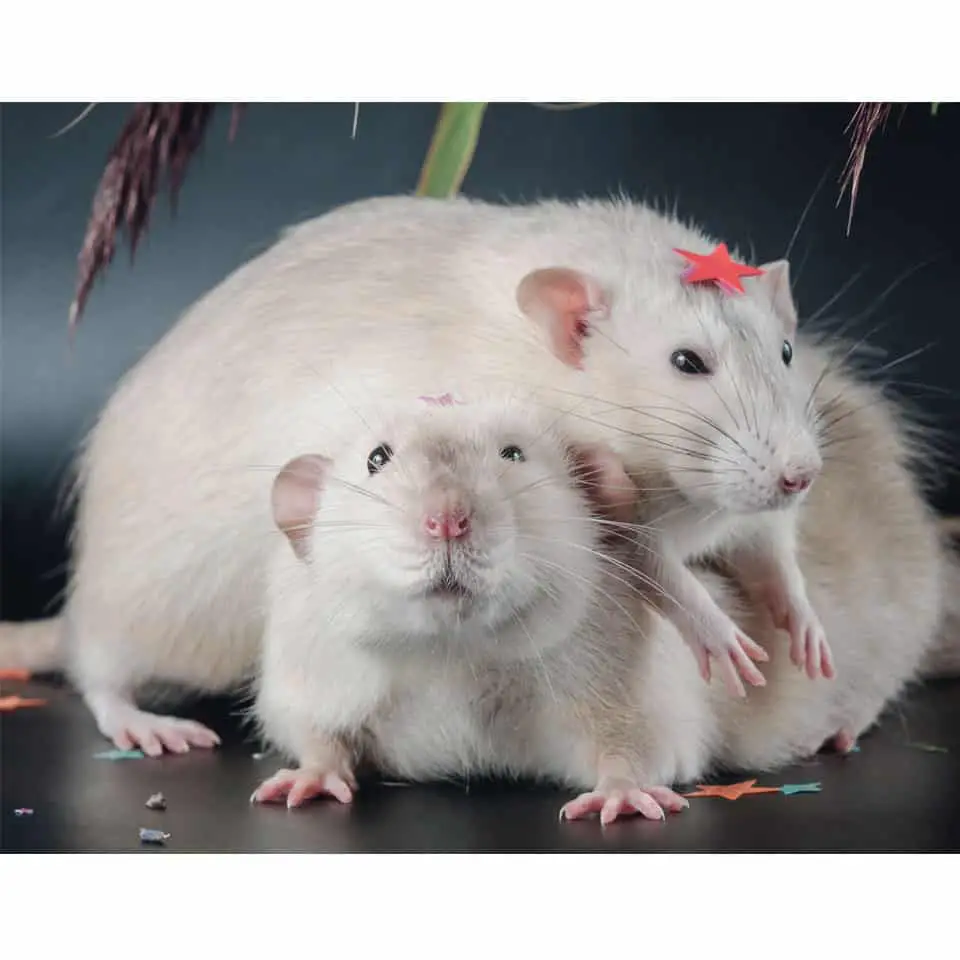 Are Your Pet Rats Bored Thumbnail