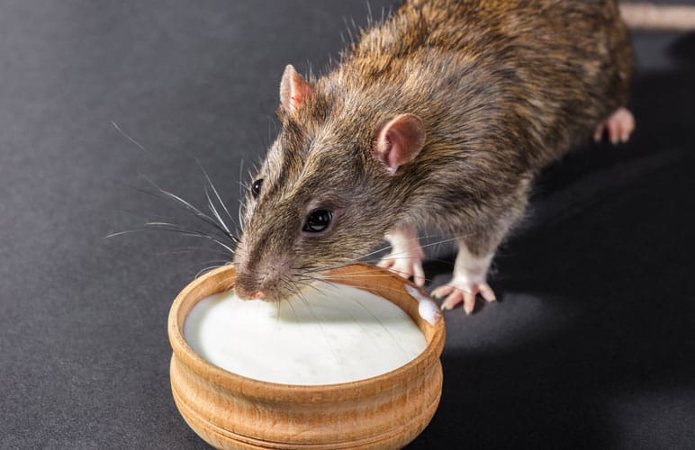 photo of a pet rat drinking some milk