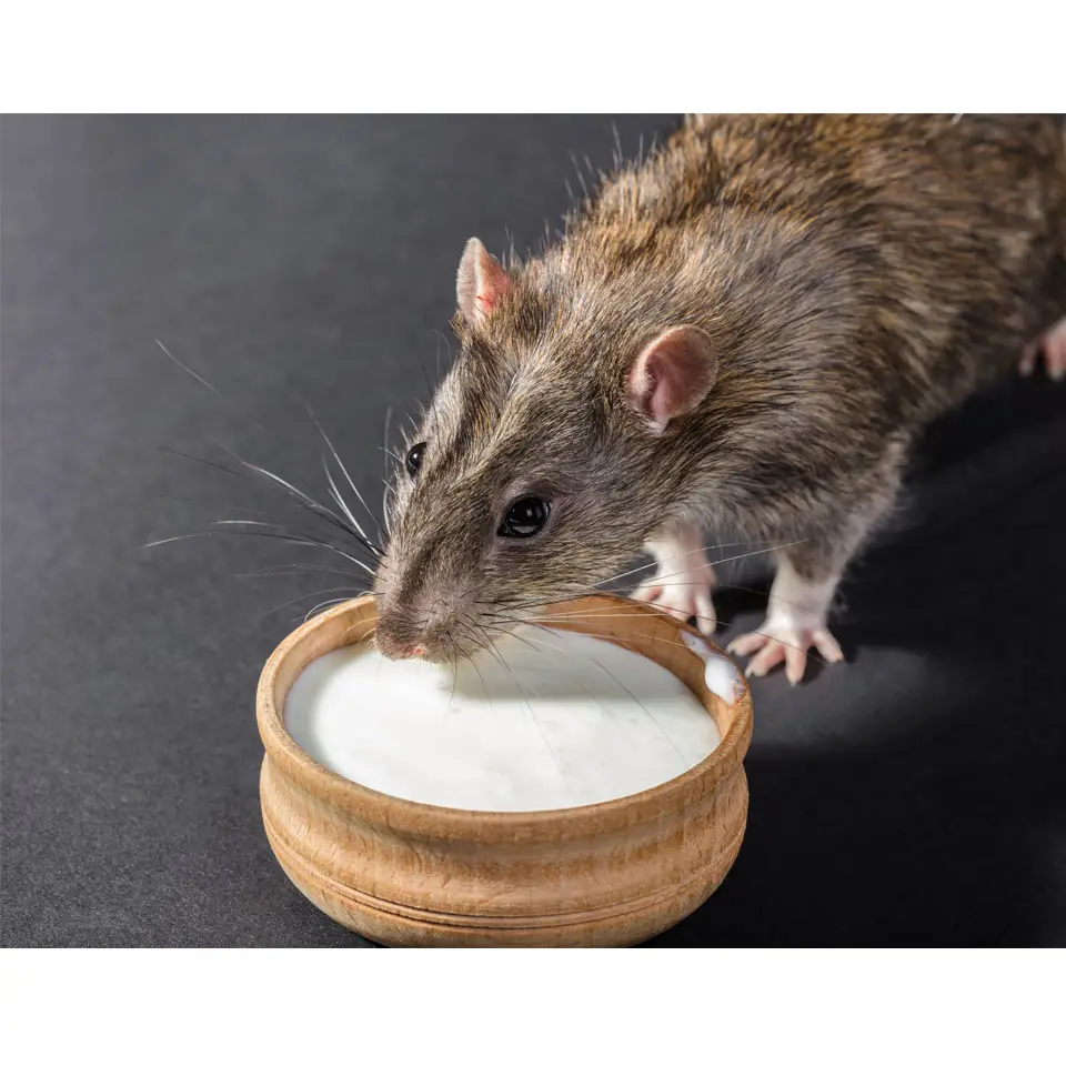 Can Pet Rats Eat Dairy Thumbnail