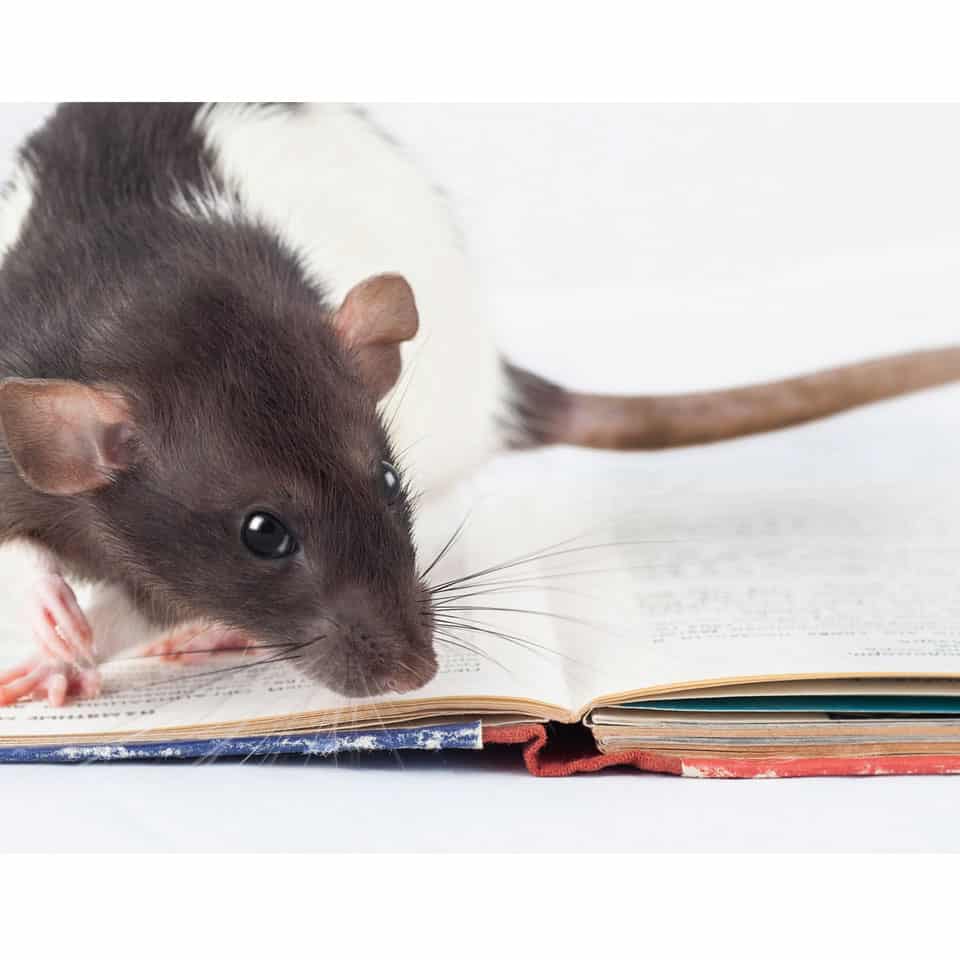 The Best Books On Pet Rats For You (Listed!) - Rodent Friends