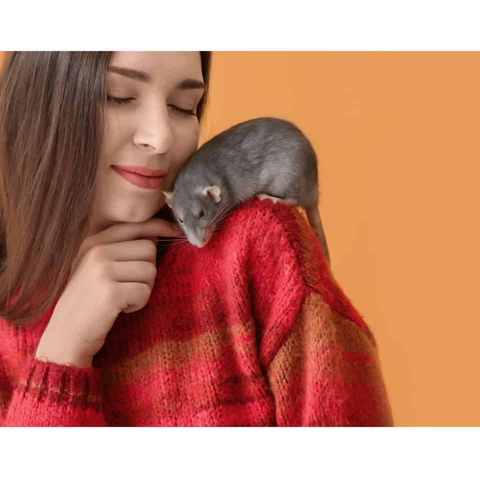 Are Pet Rats Friendly? Pet Rat Personality Explained!