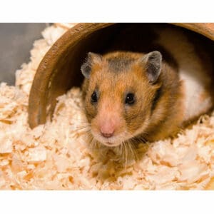 Bedding Options for Syrian Hamsters: Create a Cozy Nesting Area Bedding Options For Syrian Hamsters Thumbnail