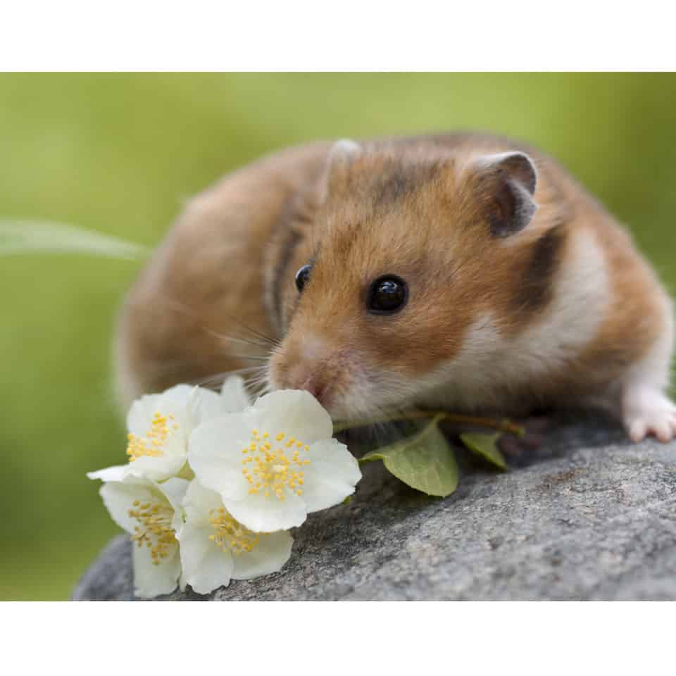 Guide to Syrian Hamster Varieties Colors, Coats, and More